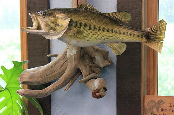 伊利诺斯州帕克岭野生森林自然中心的大嘴鲈鱼标本。