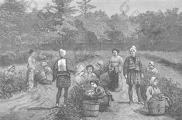 1881年在日本举行的日本茶会。图形