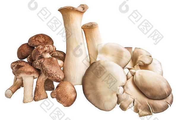 群香菇<strong>蘑菇</strong>几个牡蛎白色背景