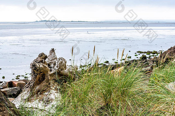 景观沉默野生西北太平洋海岸天际线低潮岩石高绿色草搁浅树根创建理想的康迪特
