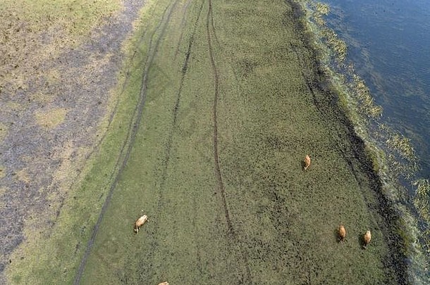 <strong>澳大利亚</strong>牛放牧空中视图动物车辆跟踪绿色场自然水背景