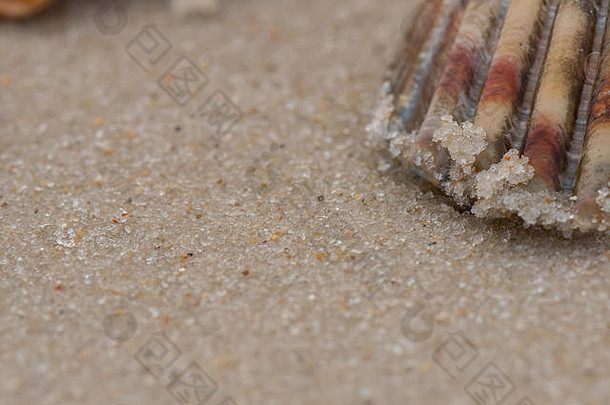 在佛罗里达州的海滩上，潮湿的沙粒粘在贝壳的边缘。