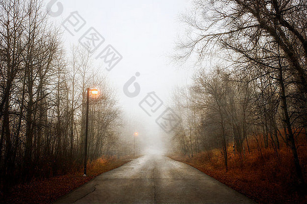 冬天穿过树林的一条路，由路灯照亮。薄雾。