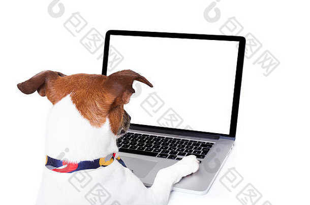 杰克·拉塞尔（jack russell）的狗在互联网上、搜索或浏览，带有笔记本电脑屏幕，隔离在白色背景上