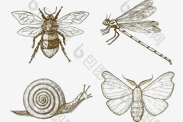蜗牛蜂蜻蜓蝴蝶。昆虫、虫子、甲虫和许多种类的古老手绘雕刻插图木刻。