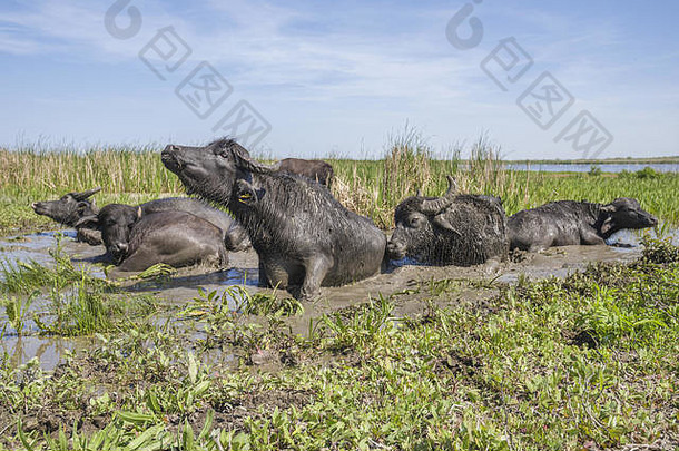 群水水牛发布ermakov岛乌克兰多瑙河δ动物带来了经喀尔巴阡病野化