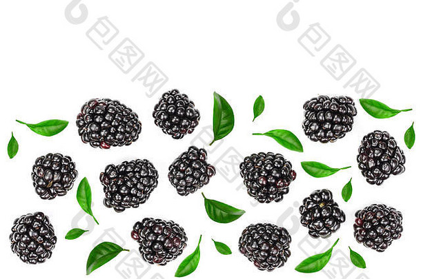 新鲜的黑莓叶子孤立的白色背景复制空间文本前视图平躺模式
