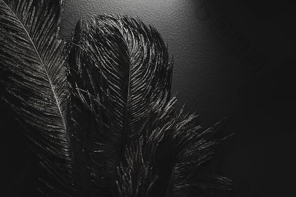 咆哮的风格鸵鸟羽毛关注的焦点黑色的单色背景
