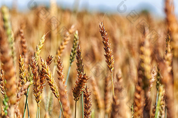 小麦场耳朵金小麦关闭美丽的自然日落景观农村风景闪亮的阳光背景成熟耳朵