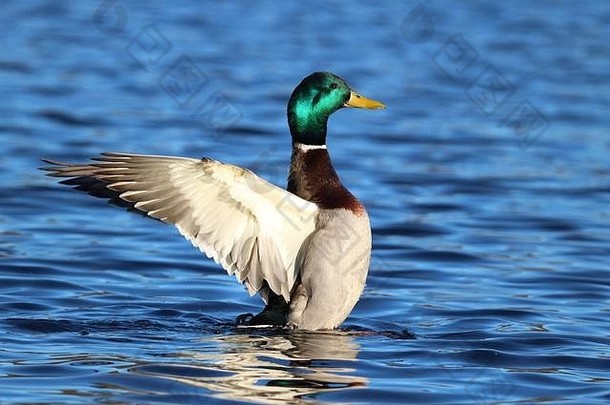 一只德雷克绿头鸭在蓝色的湖面上拍打着翅膀