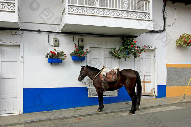 哥伦比亚殖民地小镇艾尔·贾丁街头的马