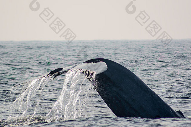 斯里兰卡海岸的<strong>蓝鲸</strong>