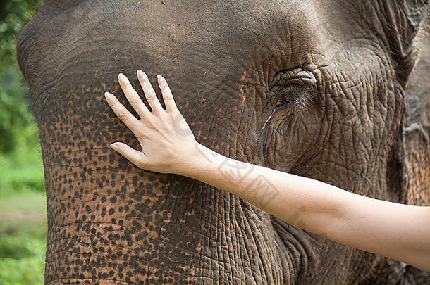 亚洲大象动物皮肤硬度自然色素沉着亚洲亚洲人的丛林生物生态生态系统俘虏泰国