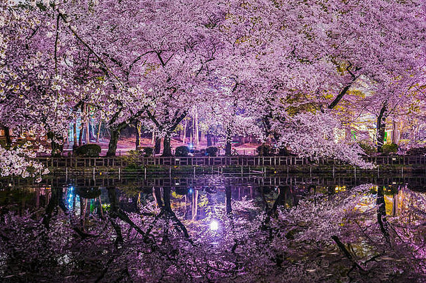 Inokashira公园的樱花