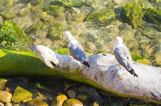 在清澈的海岸<strong>水中</strong>，两只海鸥坐在树干上。地中海或加勒比海度假目的地。孤独梦想岛自然海滩。
