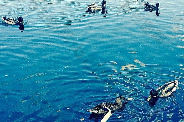 鸭子浮动深蓝色的河同时美联储