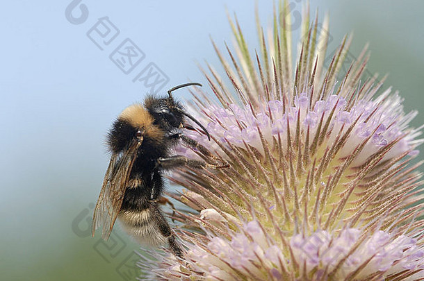 大黄蜂是一种在一种秋千花头上的粉紫色小花中觅食的蜜蜂
