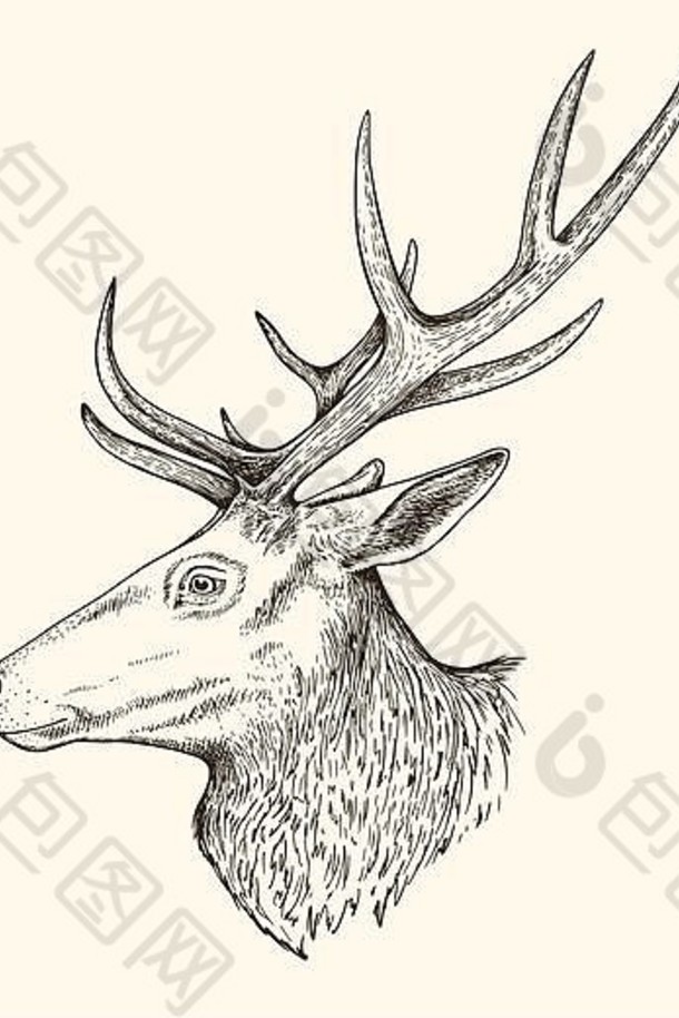 鹿的手绘插图。野生动物的复古素描