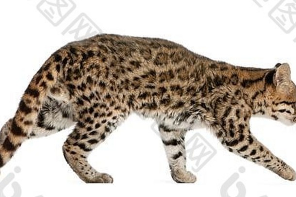 昂西拉豹纹tigrinus年前面白色背景