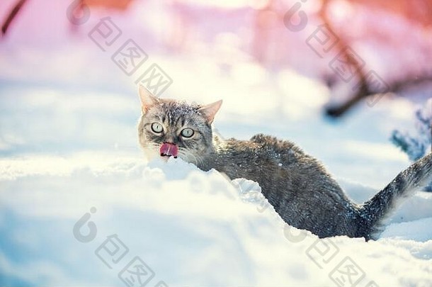 猫坐着深雪冬天猫走在户外