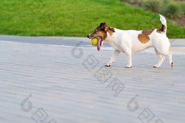 杰克罗素犬玩球有趣的玩在户外好玩的情绪洛尔享受自由有趣的富有表现力的休闲时间