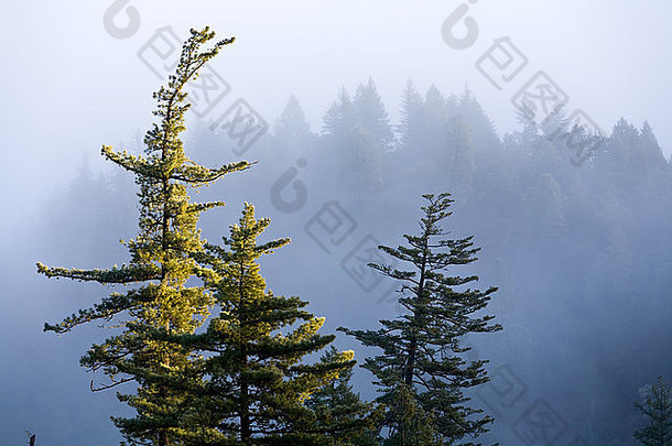 加利福尼亚州雾蒙蒙阳光下的糖松树冠。