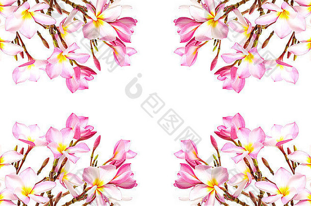 美丽的粉红色鸡蛋花或芳吉帕尼花，在白色背景上隔离