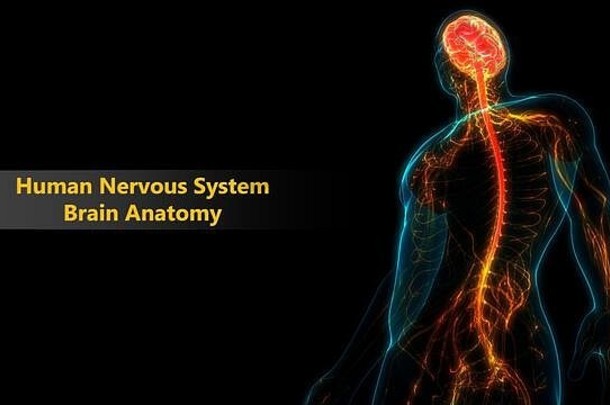 人体神经系统中枢器官脑解剖学