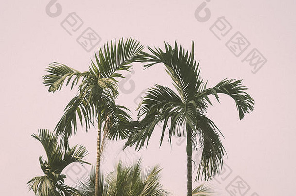 热带棕榈树的剪影空间，太阳光照射在日落的天空和云的抽象背景上。暑期自然旅游探险公司
