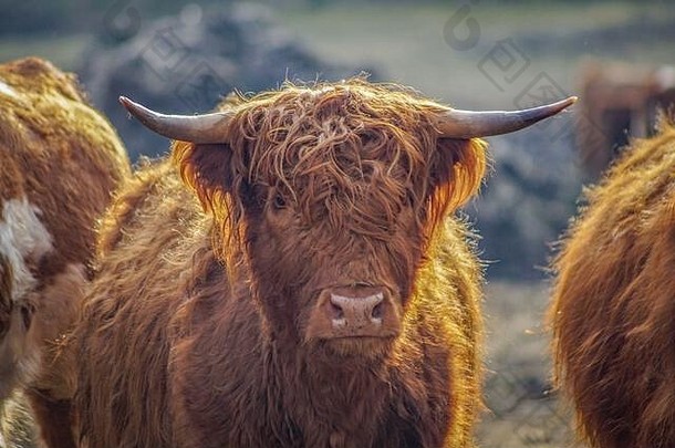 肖像可爱的棕色（的）苏格兰高地牛牛明亮的<strong>阳光</strong>