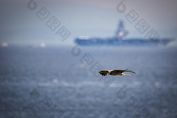背景是日本横须贺，一艘美国海军航空母舰驶向大海，一只海鹰在风中巡航。