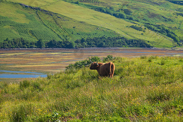 高地牛苏格兰牛品种当地的首席运营官啃食草地丘陵山腰岛斯凯岛苏格兰