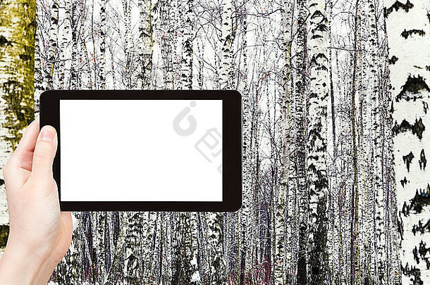 旅游概念-冬季在平板电脑上拍摄俄罗斯白桦树林的旅游照片，屏幕上有镂空的广告