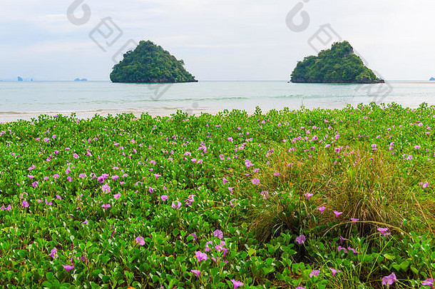 热带沙滩上美丽的紫罗兰花，海景和岩景