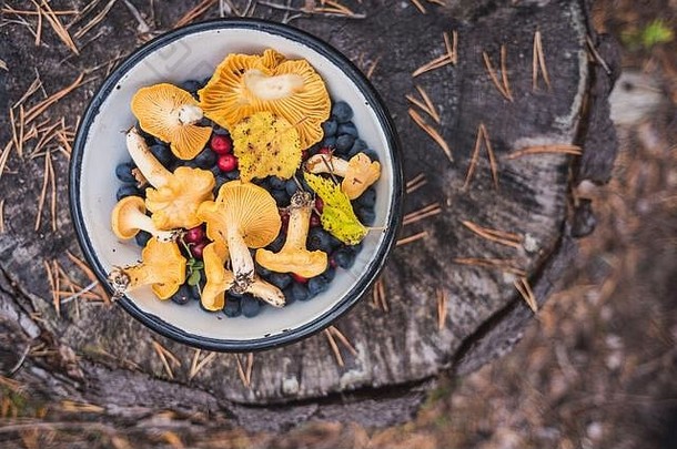 香菇和森林浆果（蓝莓、灵芝）一起放在碗里。在一个被倒下的松针覆盖的树桩上。觅食。
