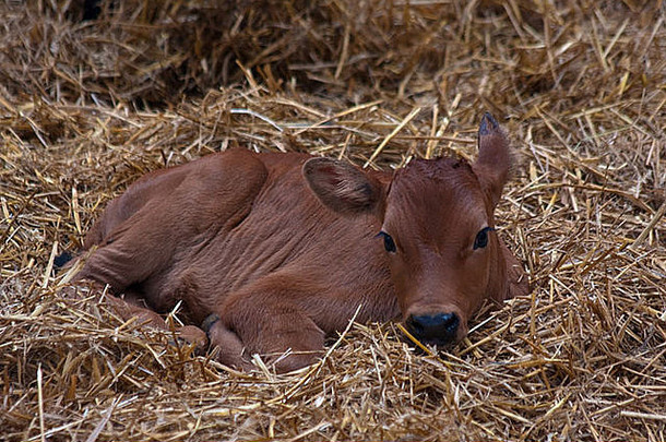 在干草中休息的新生小牛