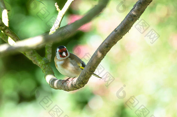 英国阿尔萨格柴郡，一只成年金翅雀栖息在开花樱桃树的树枝上，在花园里寻找食物