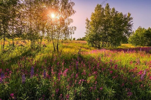 在晴朗的夏季天气和晴朗无云的天空中，有紫色羽扇豆、野生康乃馨和幼小的桦树的田野上的日落或黎明。景观