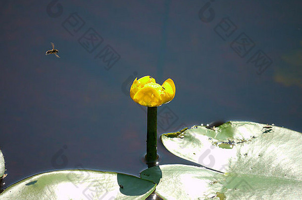 飞溅的坞花或大的黄色池百合