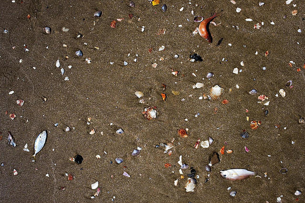 死鱼海滨脏沙子问题水污染