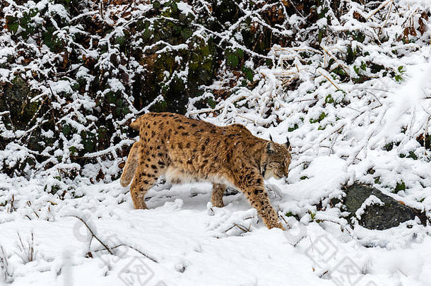 美丽的欧亚猞猁（Lynx Lynx）描绘了隆冬时节在偏远的林地森林中觅食的情景。