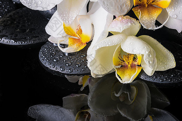 美丽的水疗环境，白色兰花（蝴蝶兰），禅宗石滴和水上反射