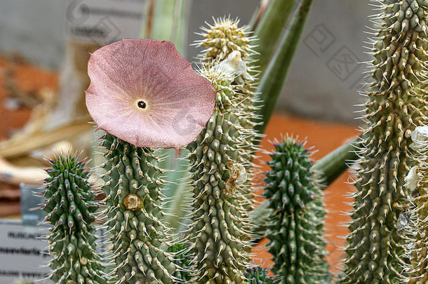 特写镜头蝴蝶多汁的植物单花开普敦南非洲