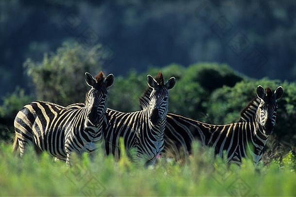 南非凯特河保护区的斑马群