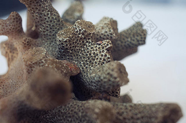 死珊瑚大脑蜜蜂蜂巢