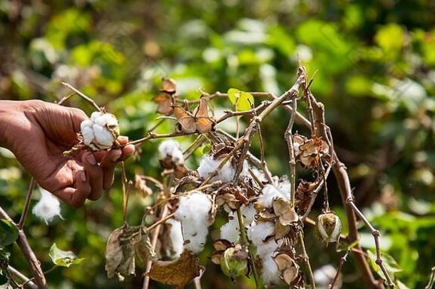 一个男人从田地里手工采摘棉花的特写镜头