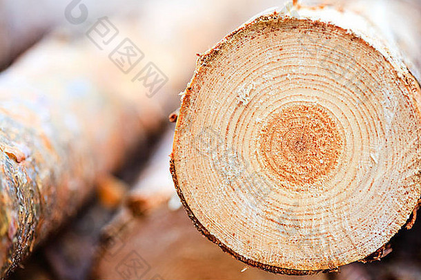 锯过的松树木材上的年轮木材纹理背景
