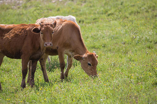 在绿色模糊的背景下，阳光照射下的绿野中小牛的特写镜头，清新的夏日小草。养牛、养殖、牛奶和肉类生产