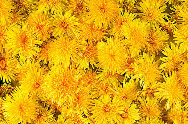许多鲜黄色的花朵以<strong>蒲公英</strong>为背景
