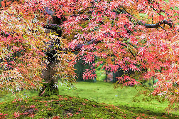 秋天颜色树叶花边叶日本枫木树特写镜头